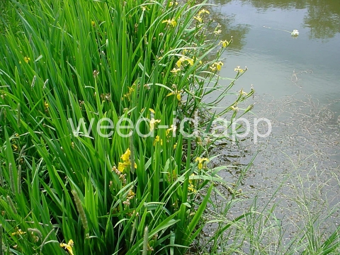 iris, yellowflag